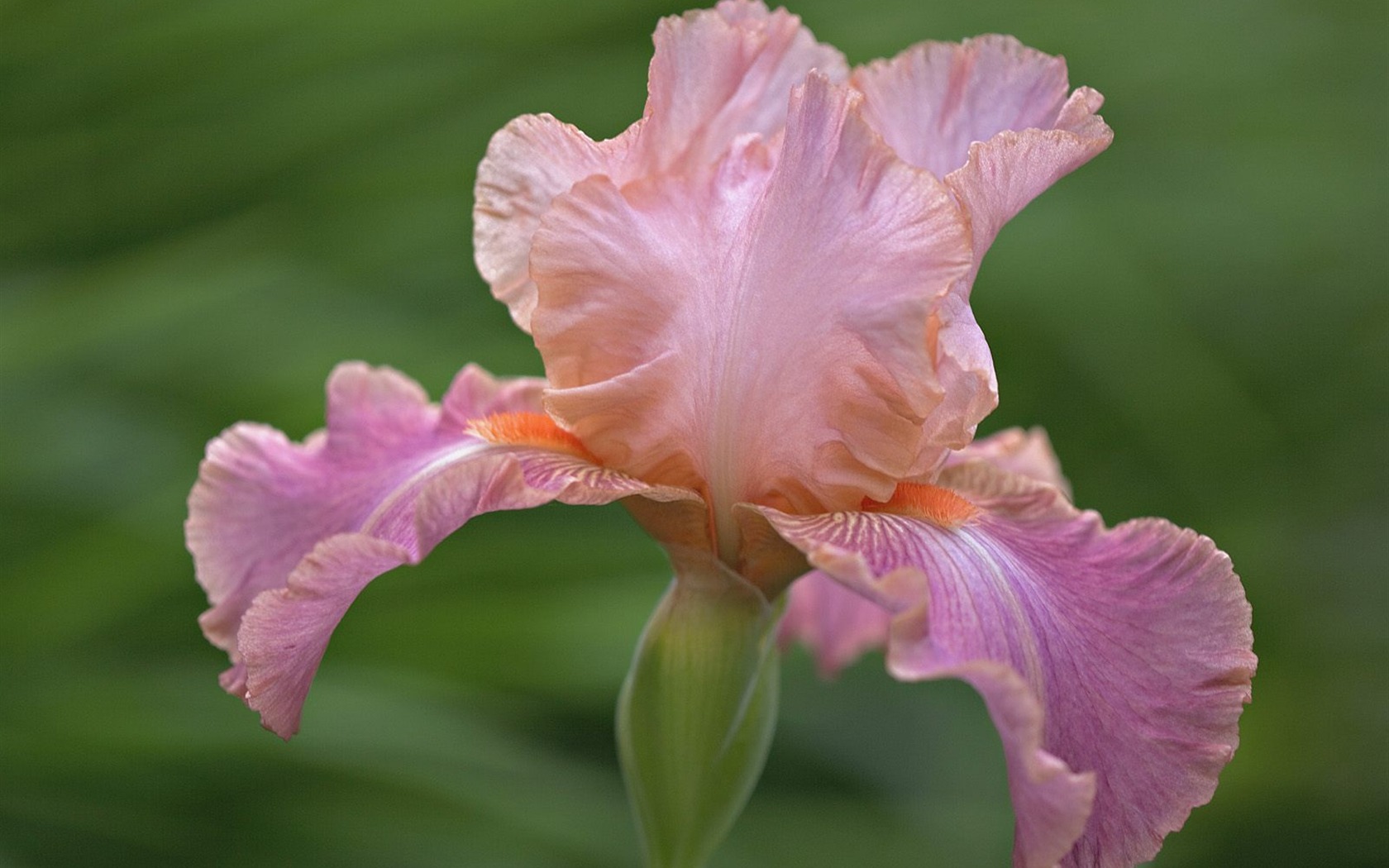 Flowers close-up (5) #7 - 1680x1050