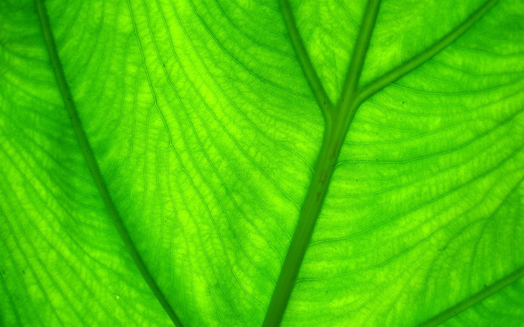 寬屏高清植物壁紙 #5 - 1680x1050