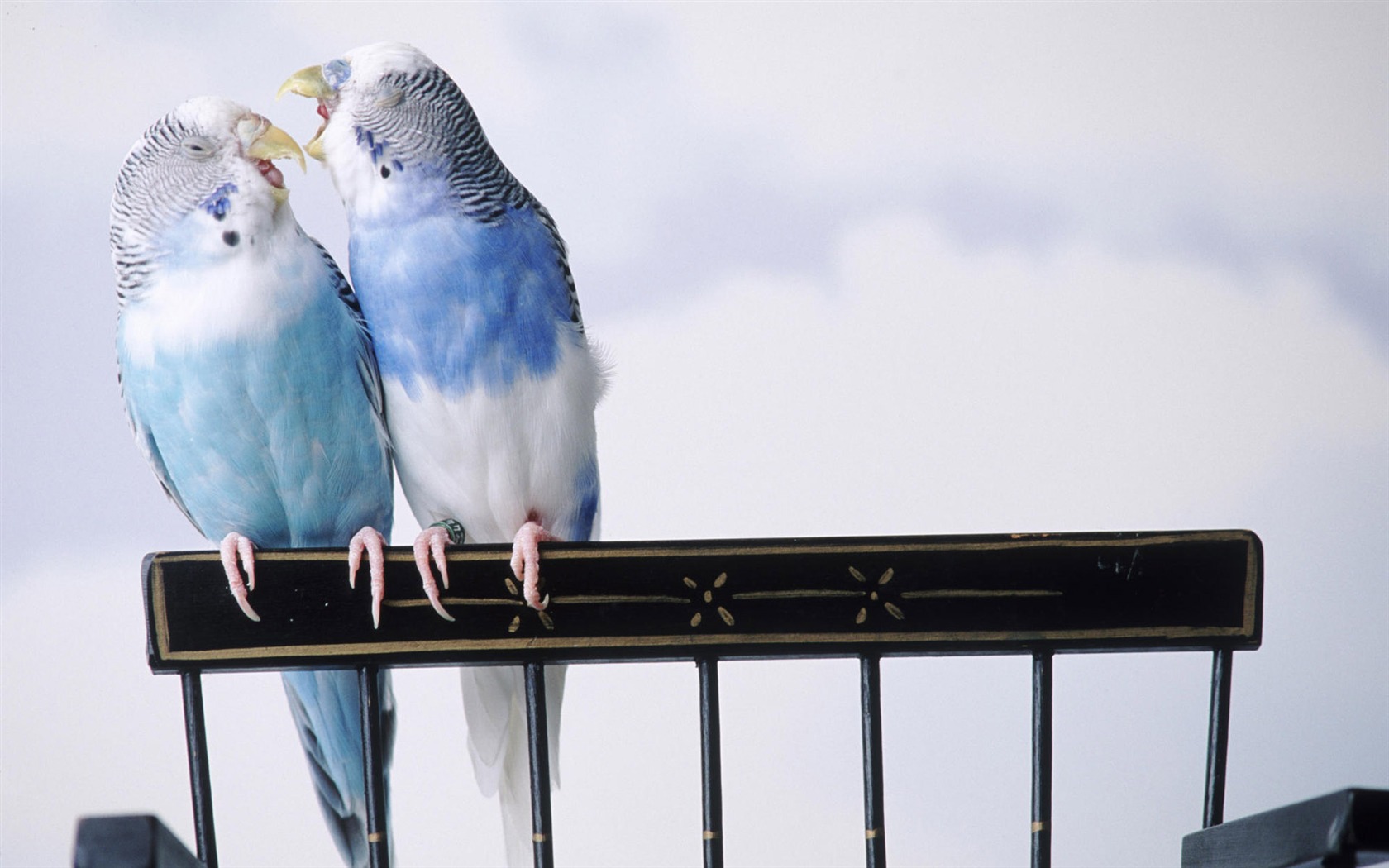Animal affection wallpaper album (1) #12 - 1680x1050