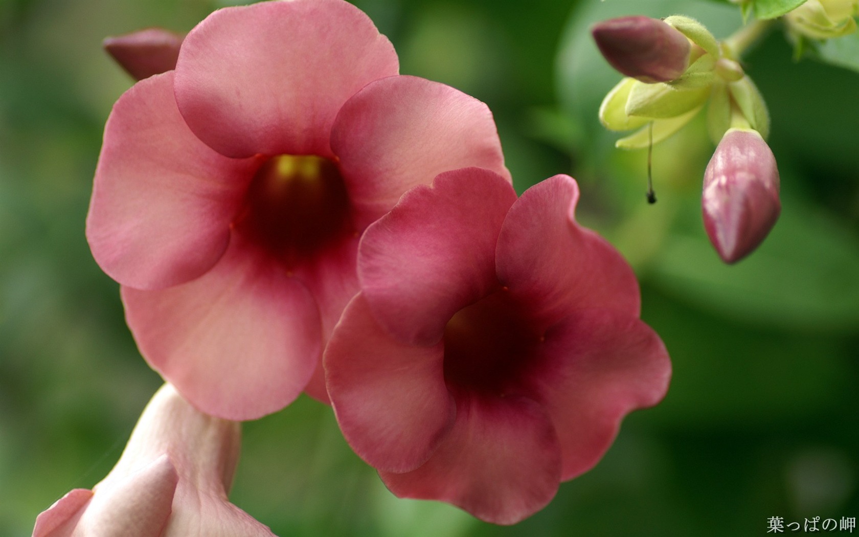 個人花卉攝影高清壁紙 #5 - 1680x1050