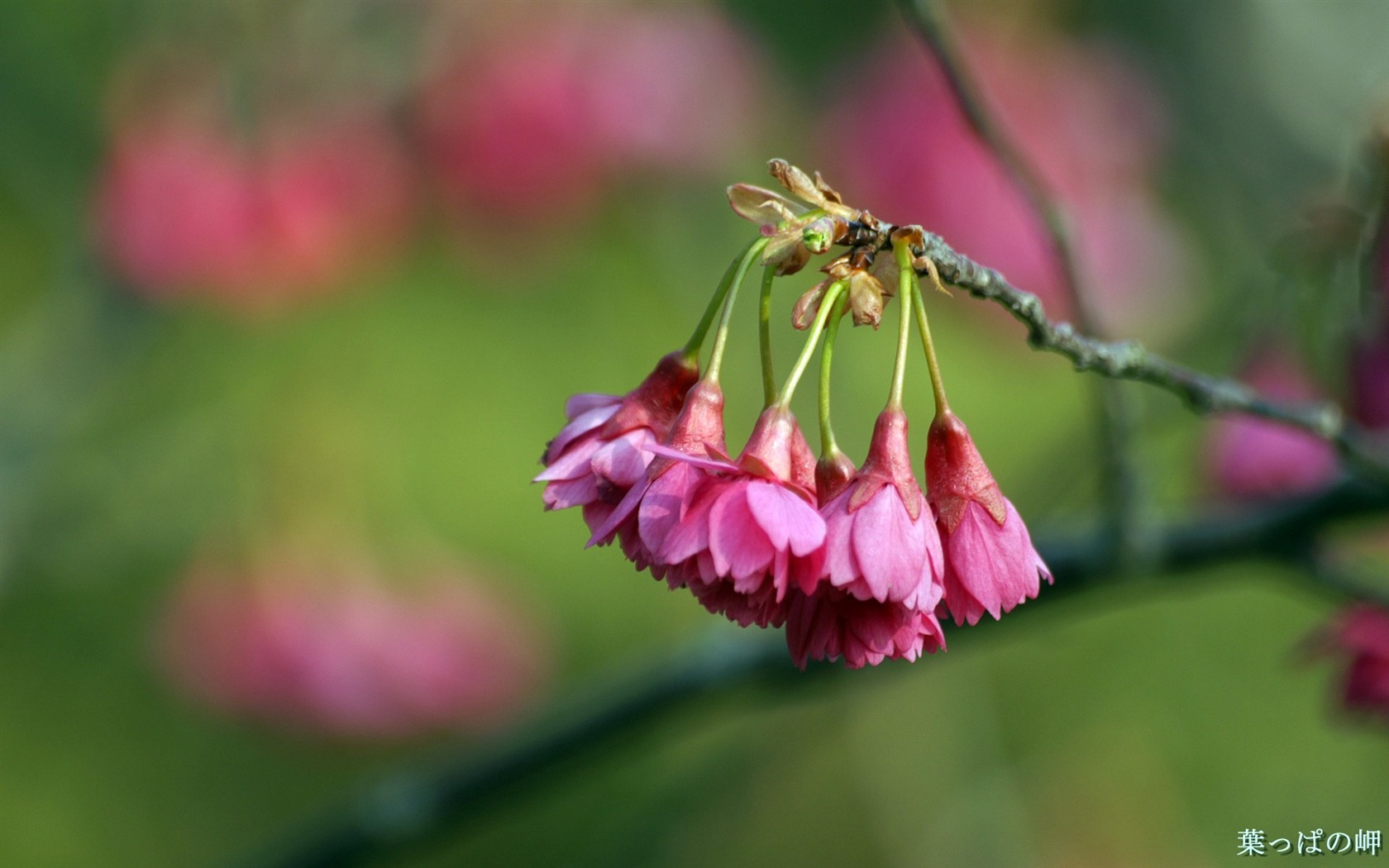 个人花卉摄影高清壁纸35 - 1680x1050