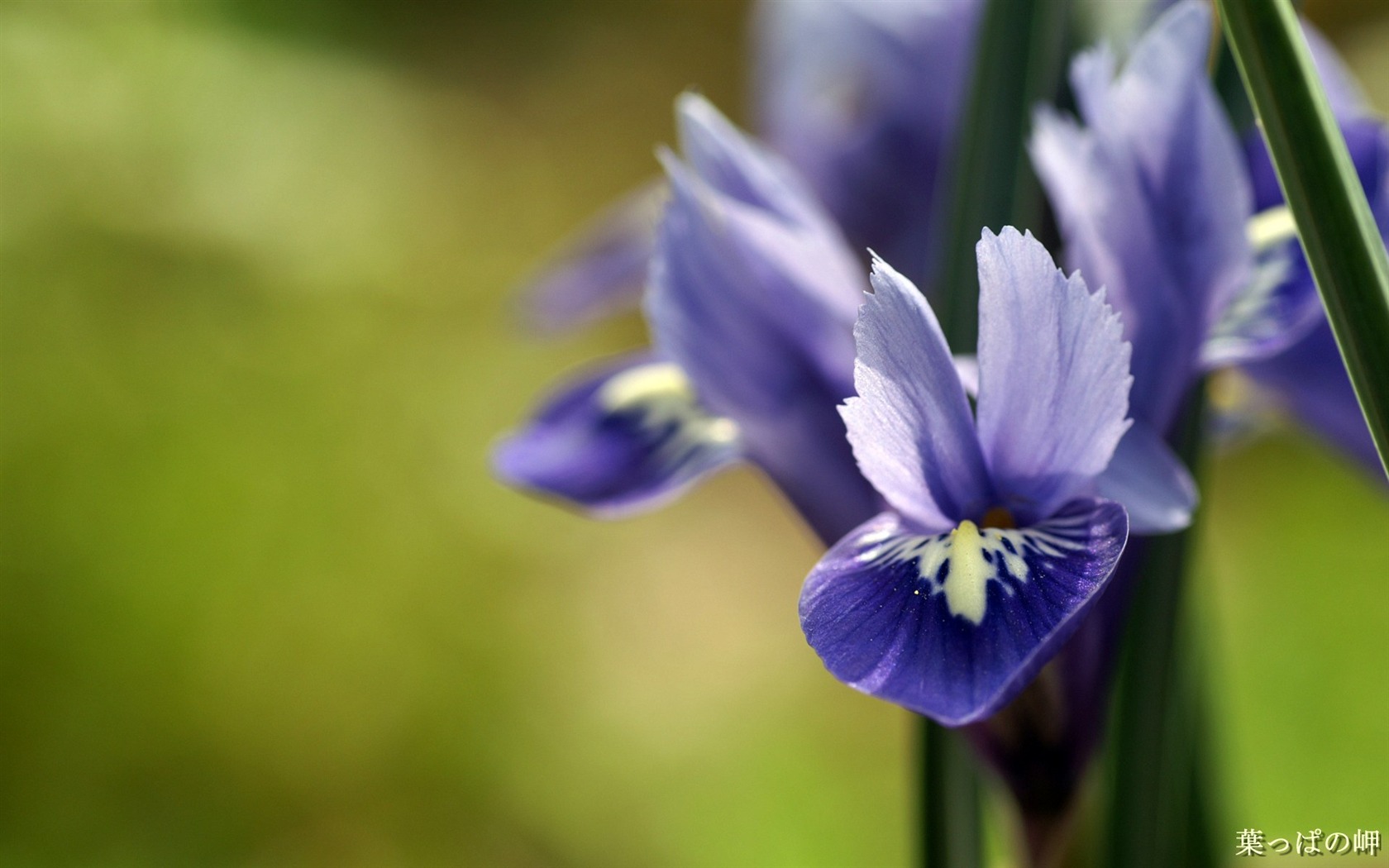 个人花卉摄影高清壁纸40 - 1680x1050