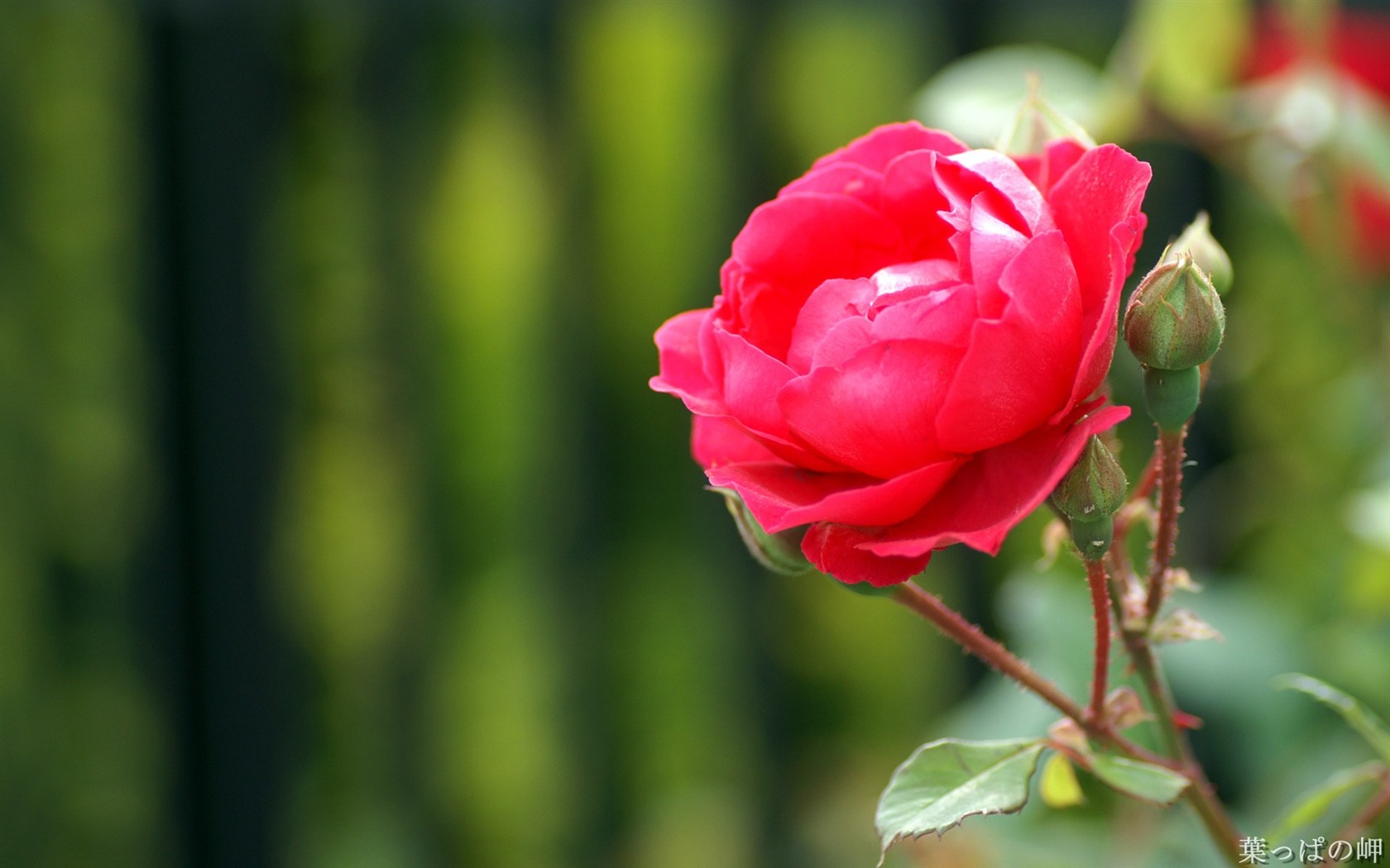 個人花卉攝影高清壁紙 #44 - 1680x1050