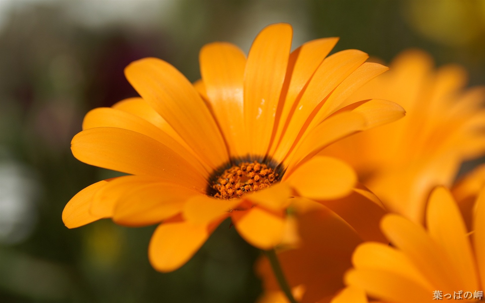個人花卉攝影高清壁紙 #49 - 1680x1050