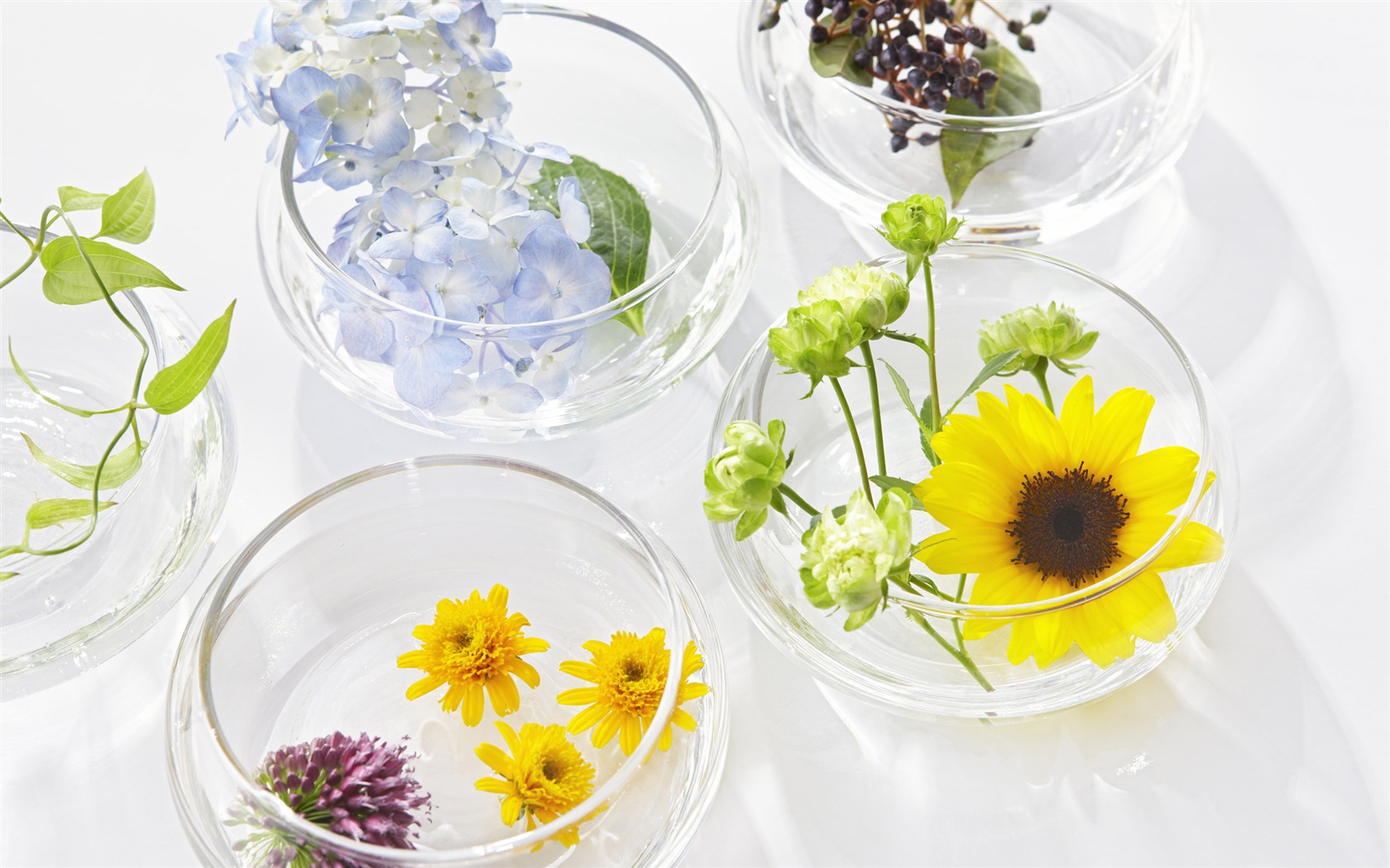 Flowers Gifts HD Wallpapers (1) #20 - 1680x1050