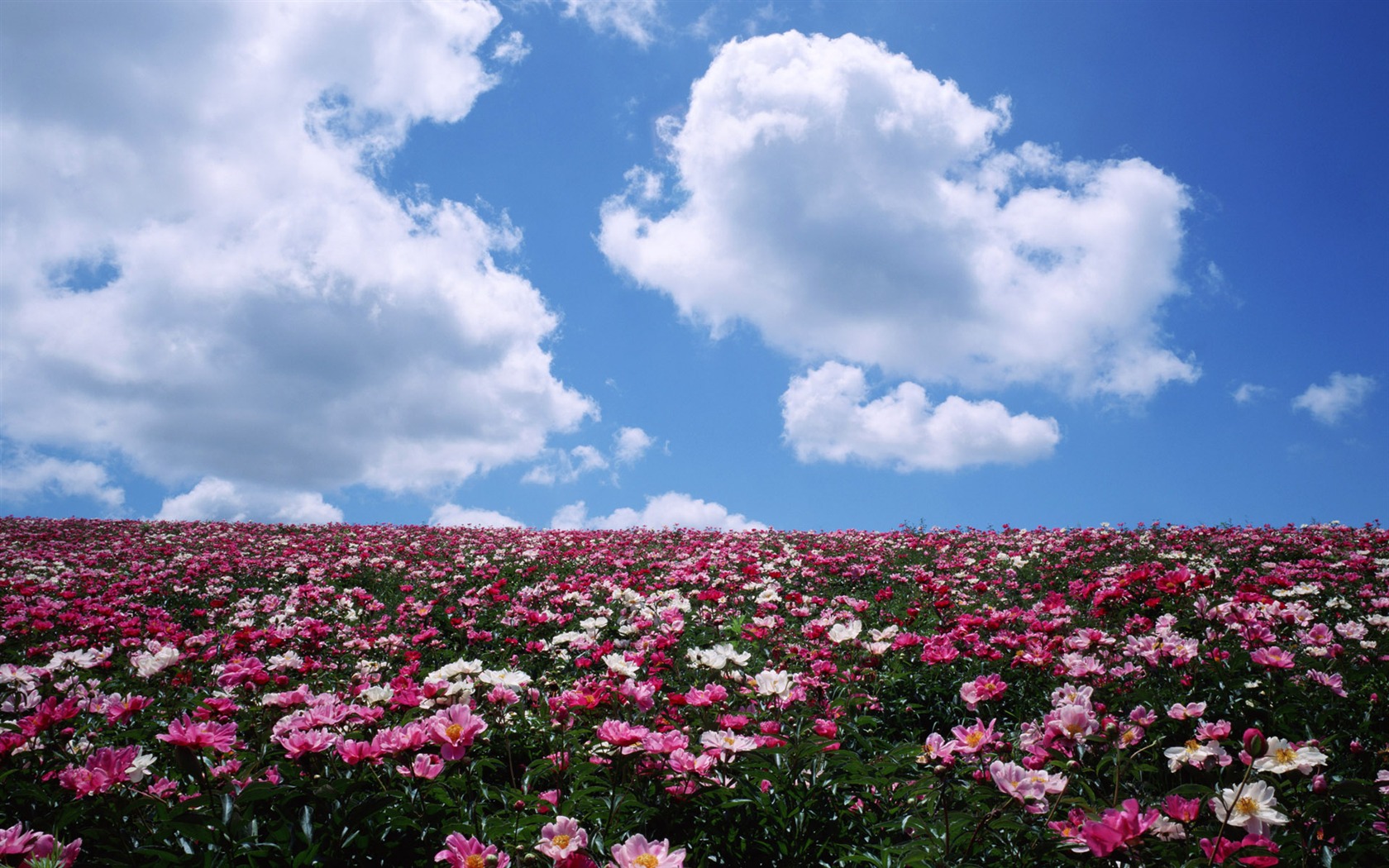 Blauer Himmel, weiße Wolken und Blumen Wallpaper #4 - 1680x1050