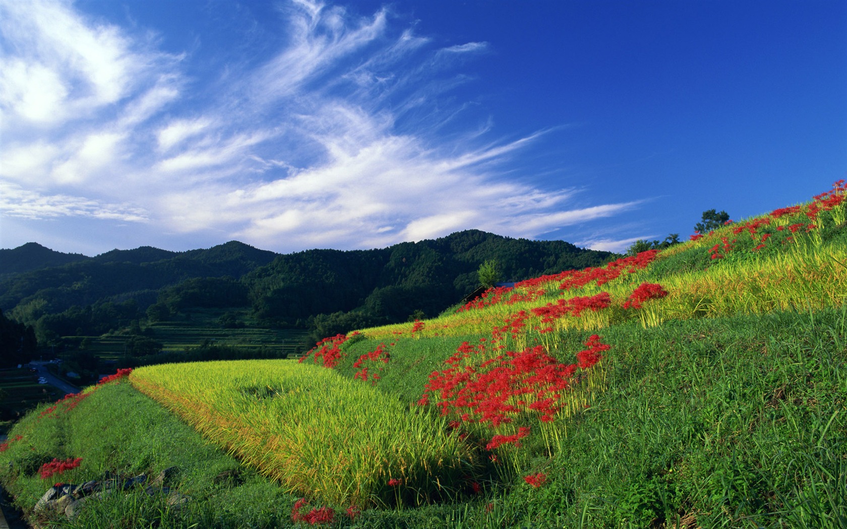 Blauer Himmel, weiße Wolken und Blumen Wallpaper #19 - 1680x1050