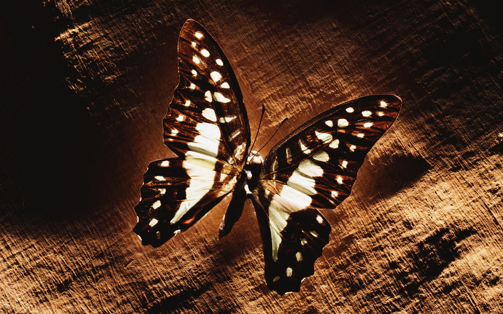 Millennium biological Wallpaper Album (2) #34 - 1680x1050