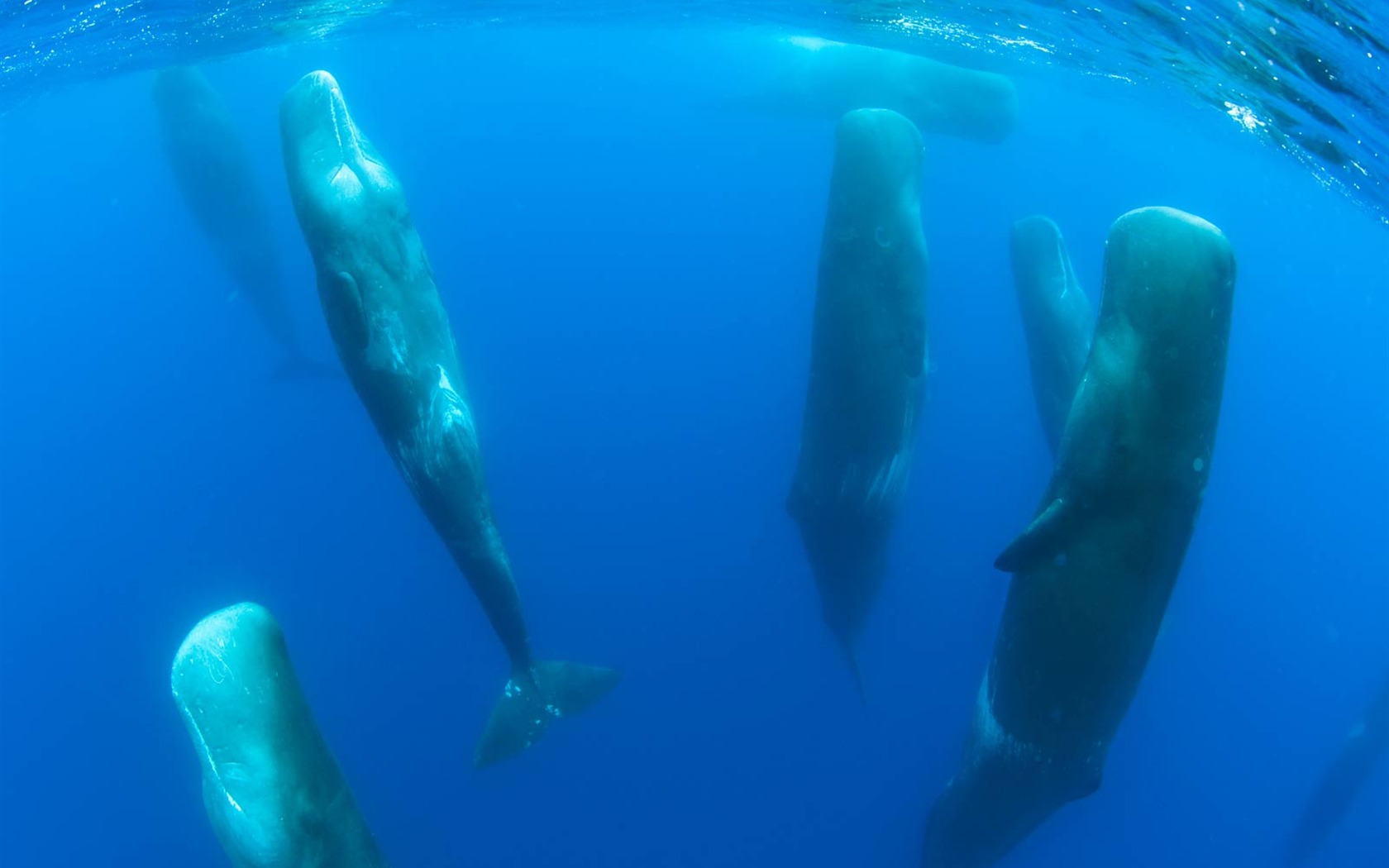 世界地理動物篇壁紙(一) #4 - 1680x1050