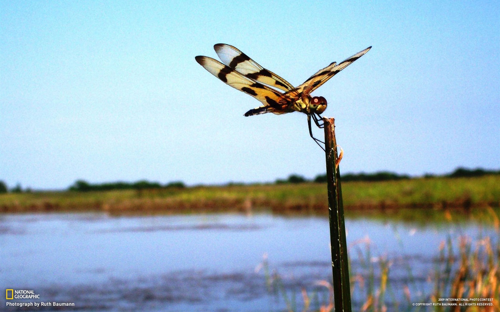 National Geographic Tapety zvířat články (1) #17 - 1680x1050