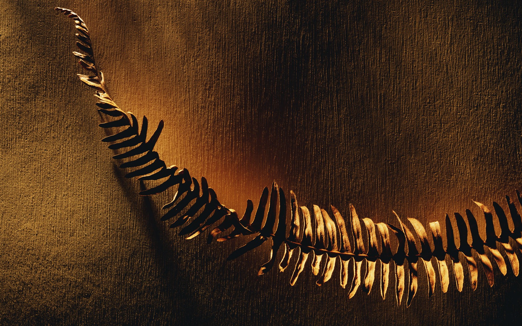Millennium biological Wallpaper Album (3) #2 - 1680x1050