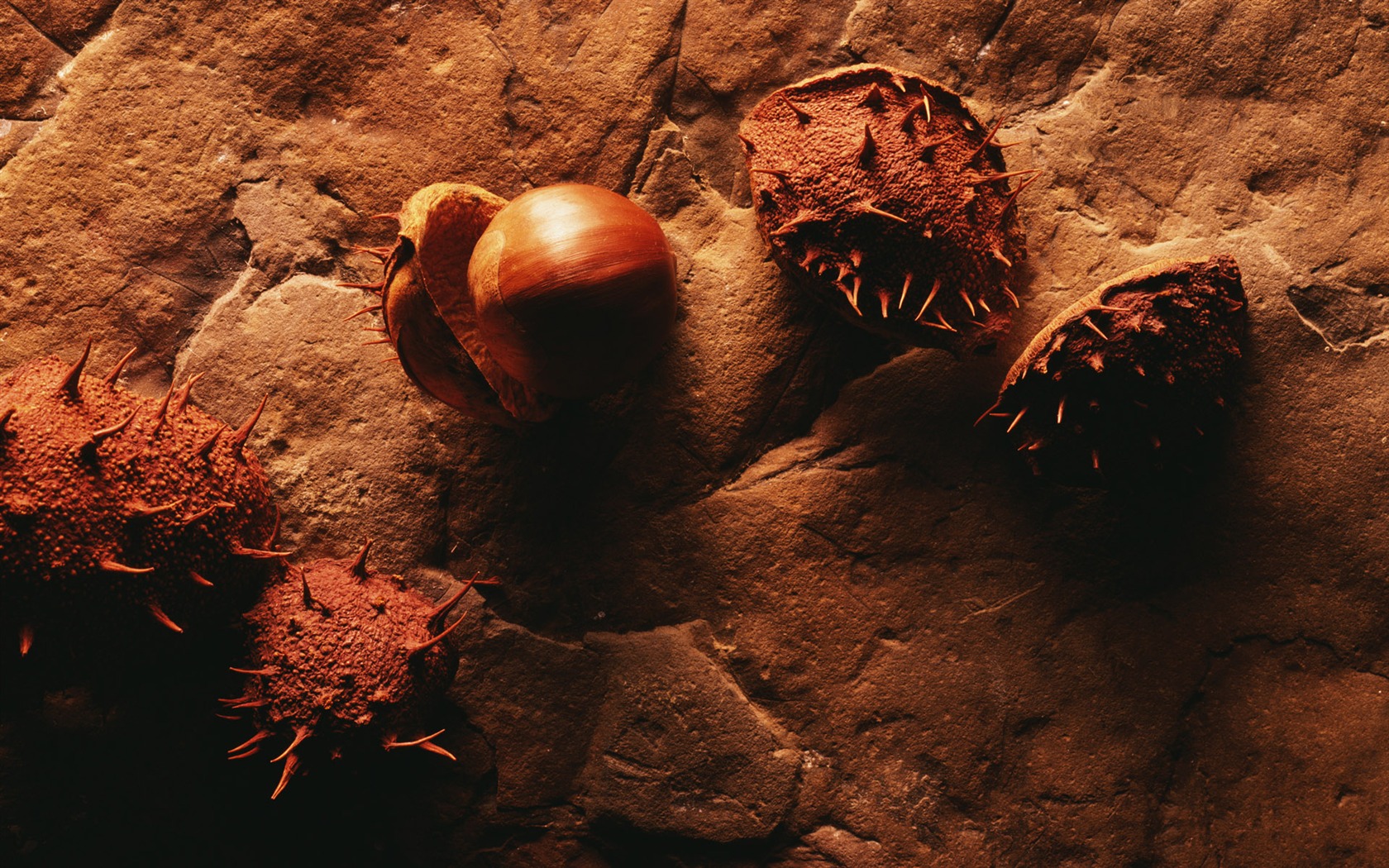 Millennium biological Wallpaper Album (3) #7 - 1680x1050