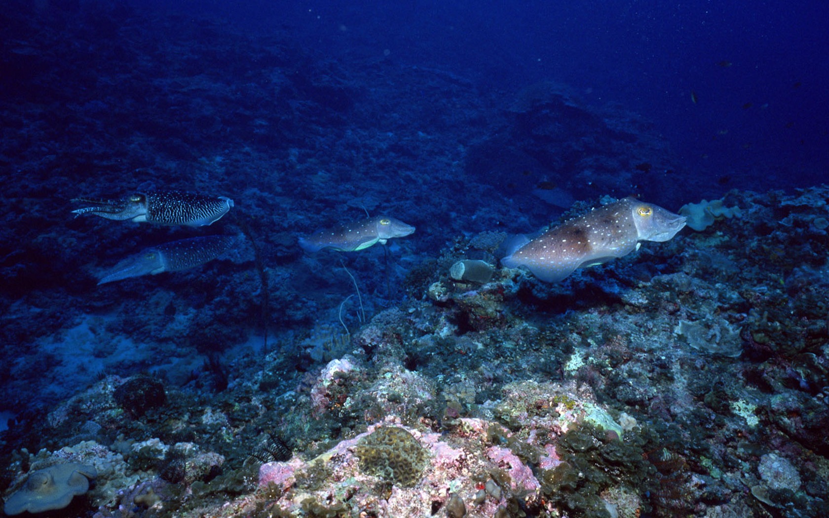 Deep Blue Underwater World Wallpaper #13 - 1680x1050