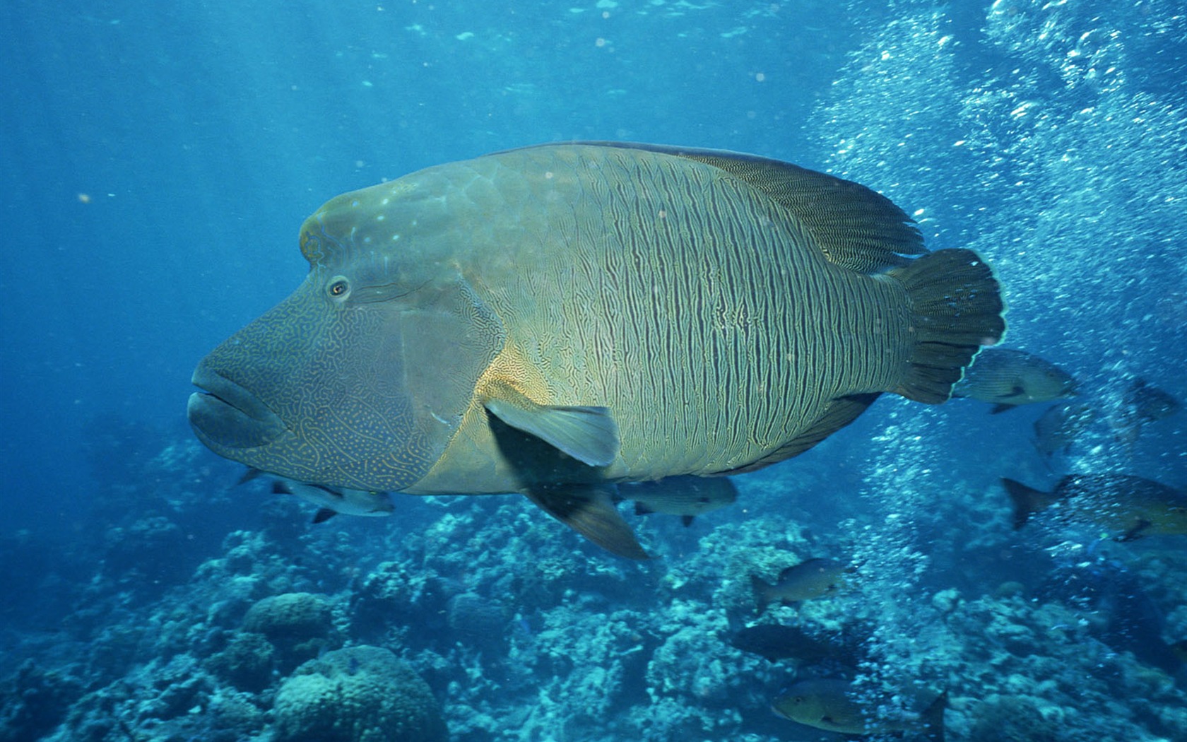 Deep Blue Underwater World Wallpaper #14 - 1680x1050