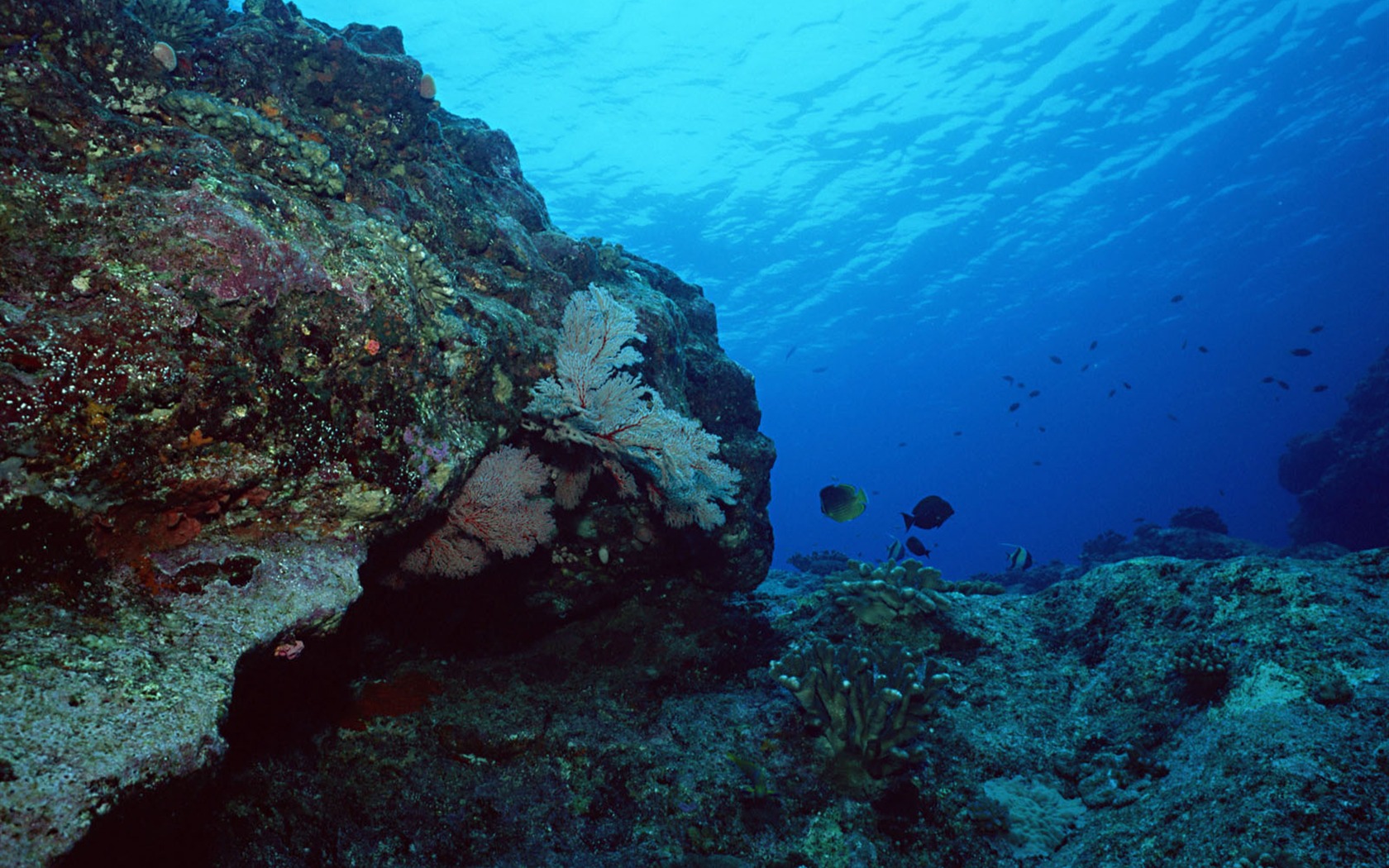 Deep Blue Underwater World Wallpaper #17 - 1680x1050
