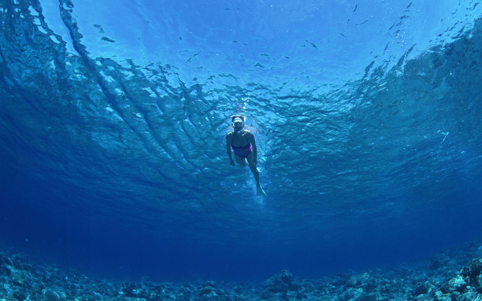 Deep Blue Wallpaper monde sous-marin #27 - 1680x1050