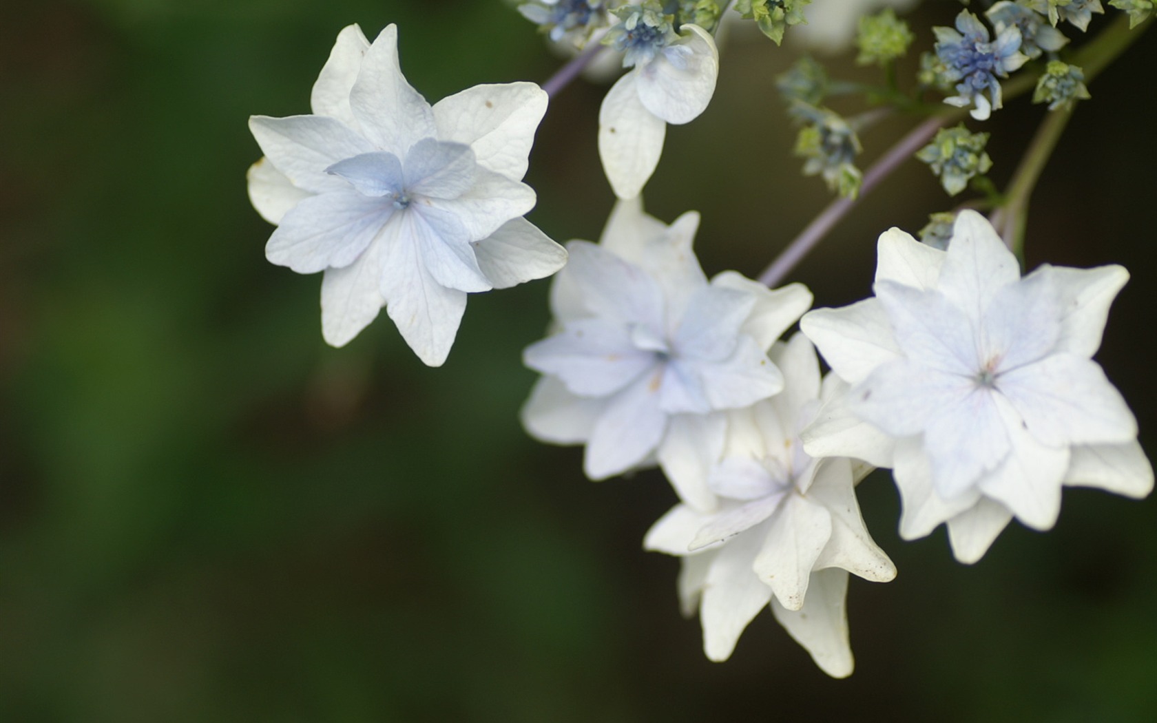 Exquisite Flowers Wallpapers #6 - 1680x1050
