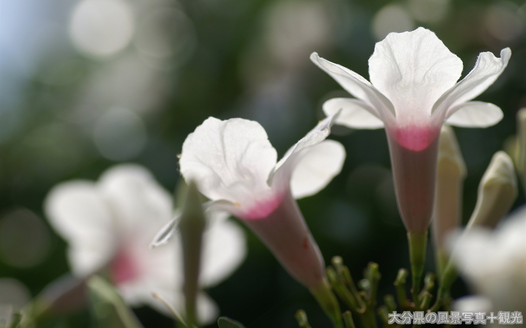 花卉攝影精美壁紙 #14 - 1680x1050