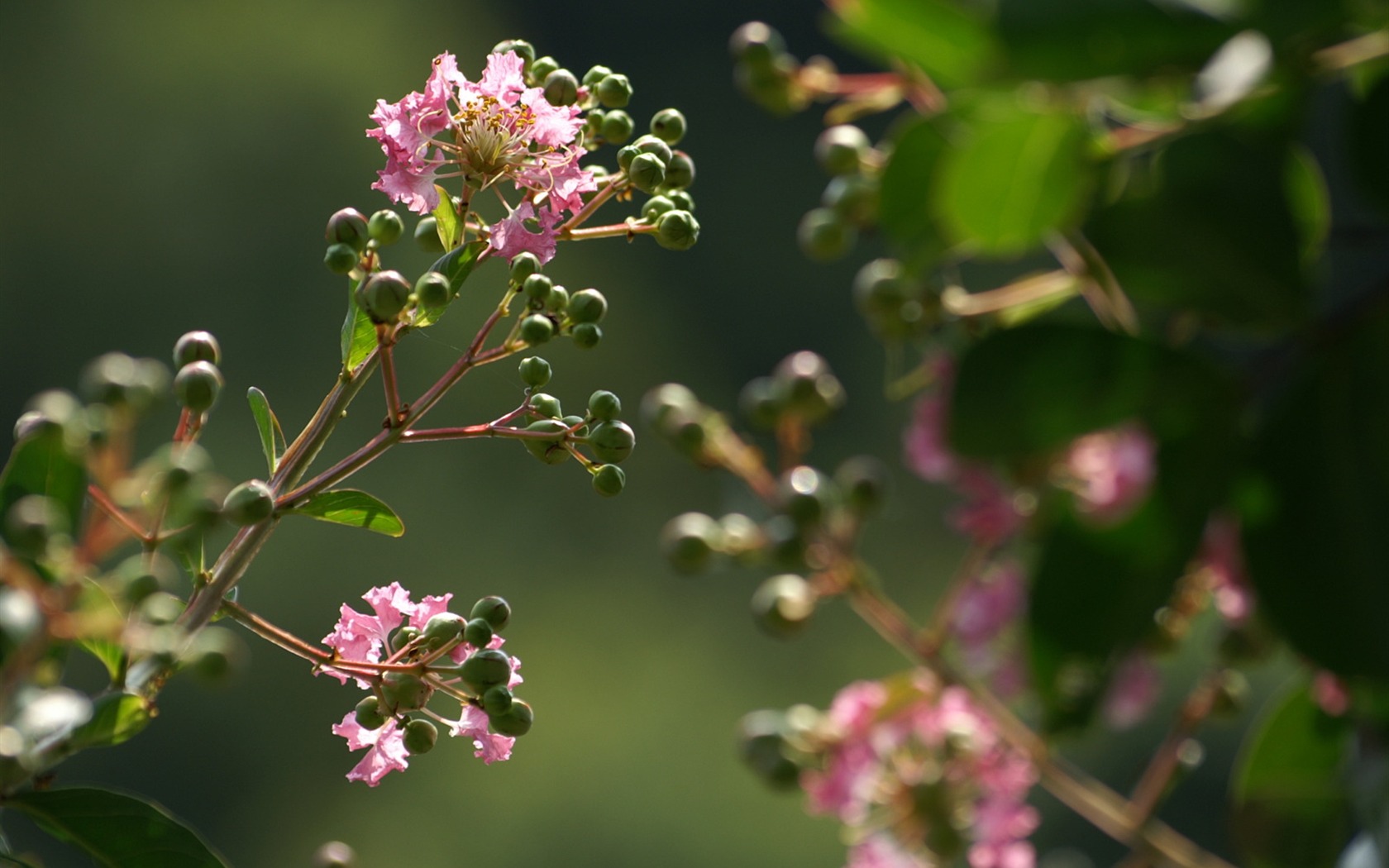 Exquisite Flowers Wallpapers #36 - 1680x1050
