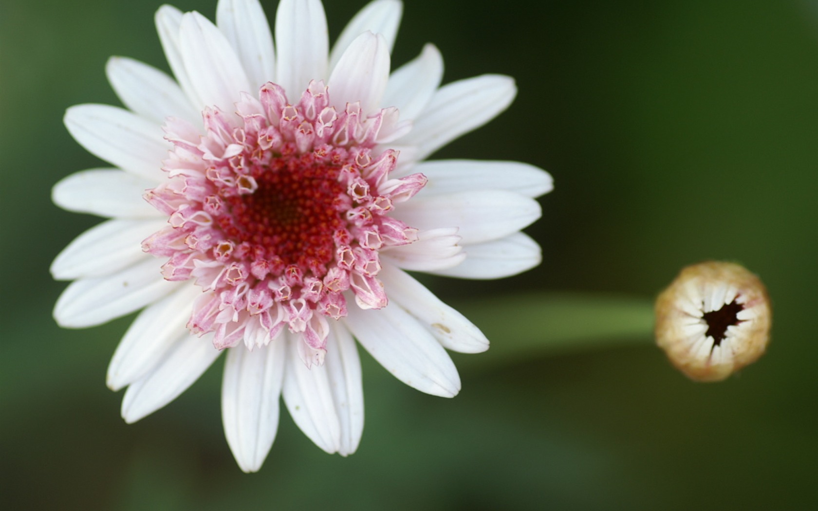 Fleurs exquises d'écran #47 - 1680x1050