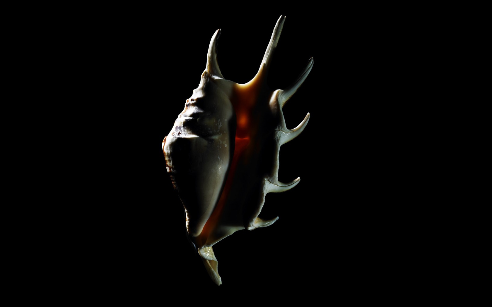 Millennium biological Wallpaper Album (5) #2 - 1680x1050