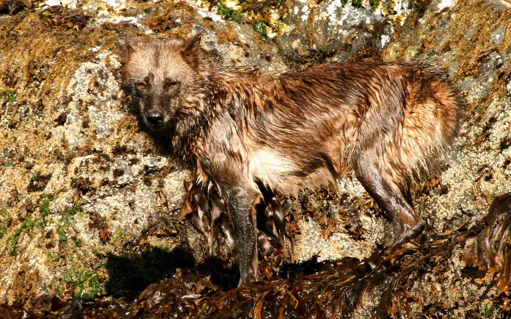 National Geographic Tapety zvířat články (2) #15 - 1680x1050