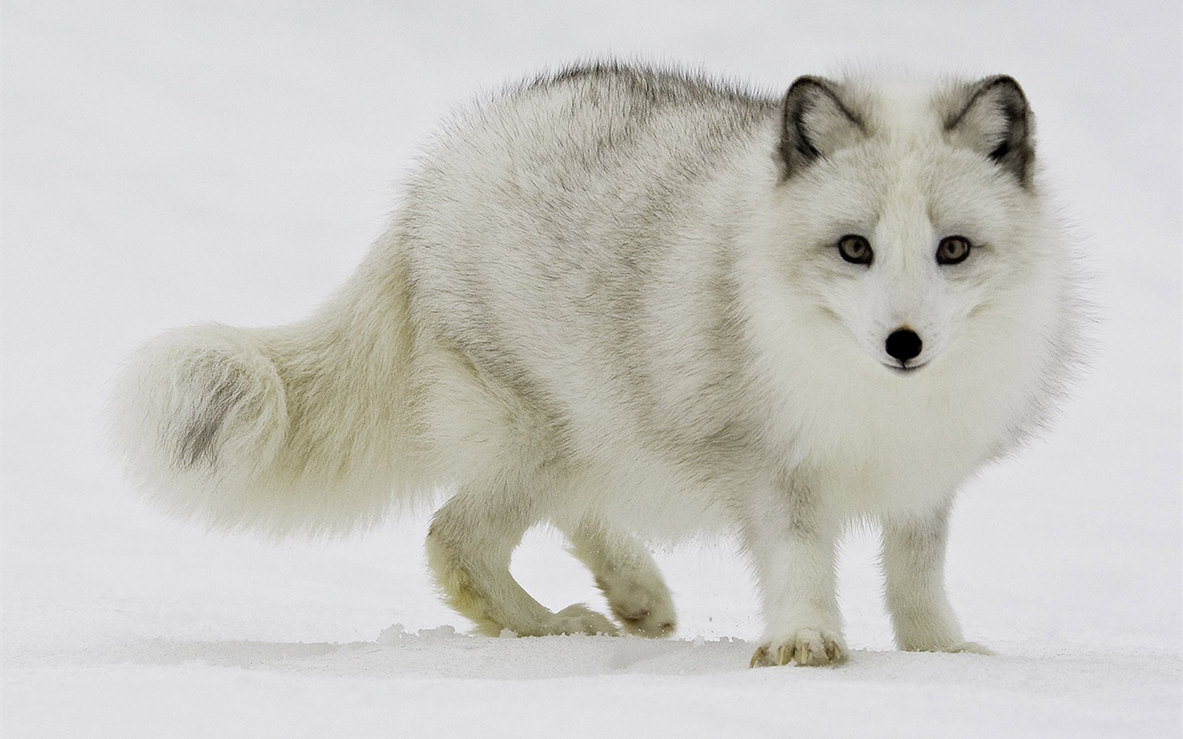 National Geographic Wallpapers Animal articles (2) #20 - 1680x1050