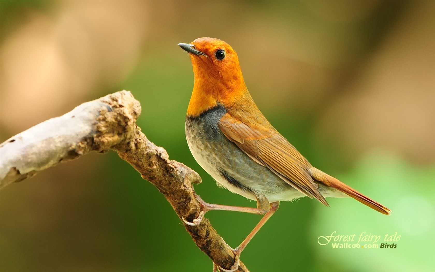 Lovely spring bird wallpaper #20 - 1680x1050