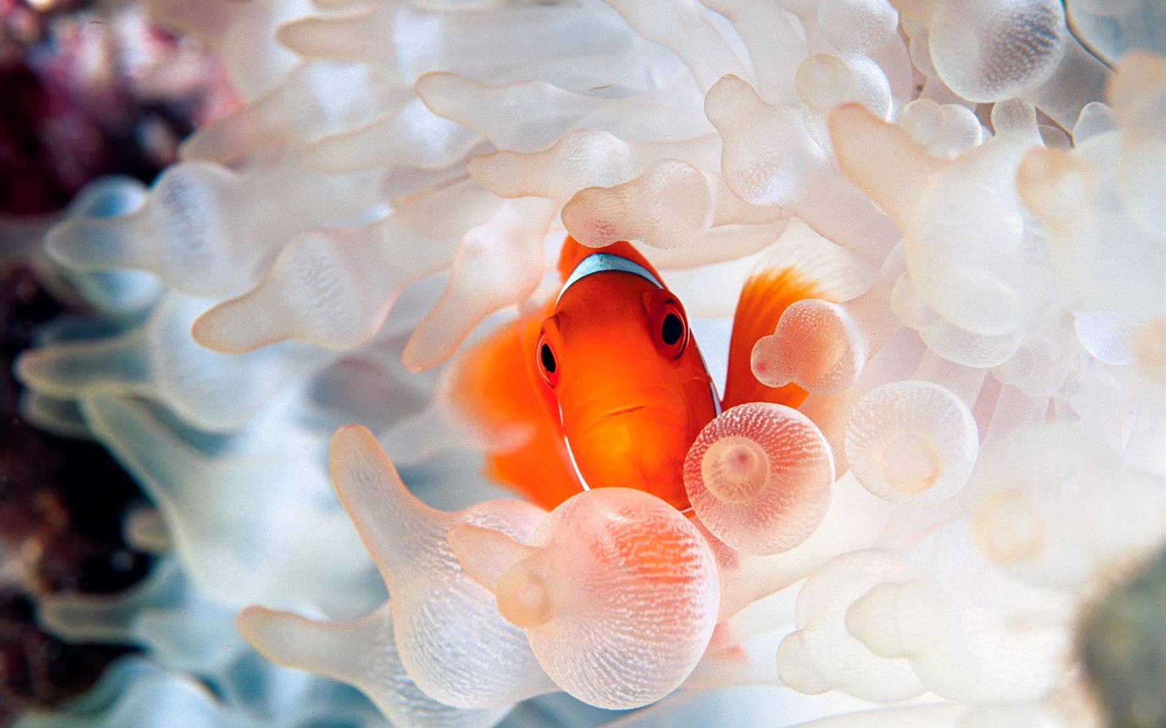 National Geographic Wallpapers Animal articles (3) #1 - 1680x1050