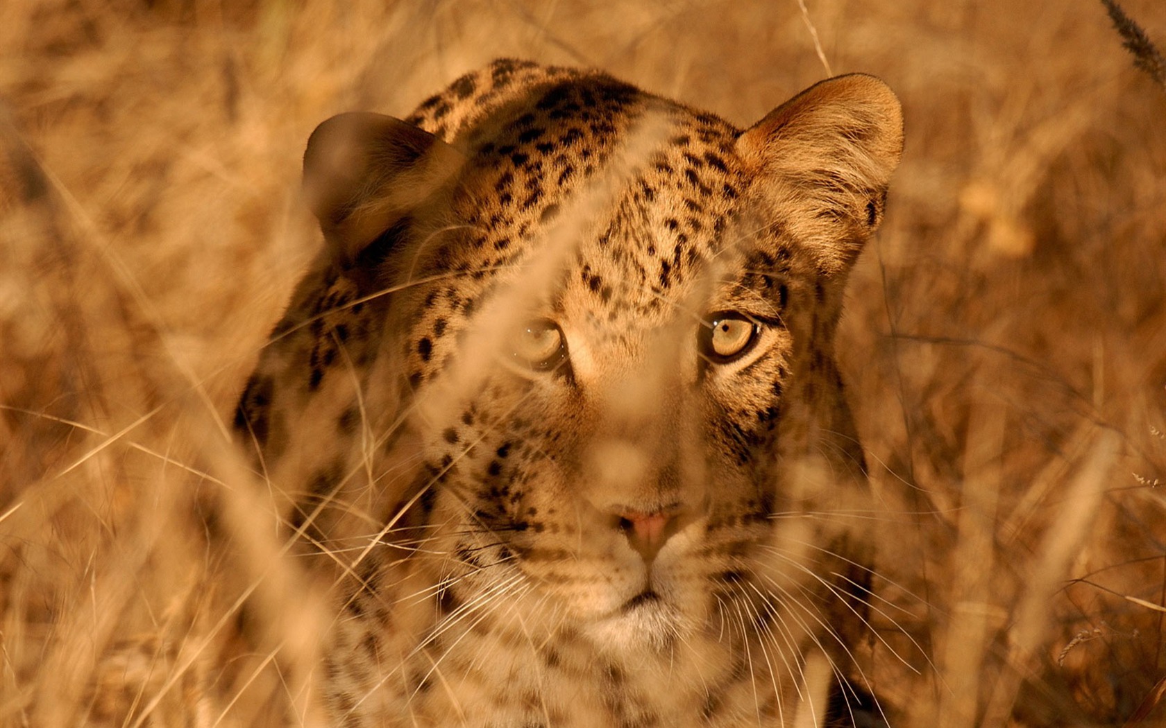 National Geographic Wallpapers Animal articles (3) #9 - 1680x1050