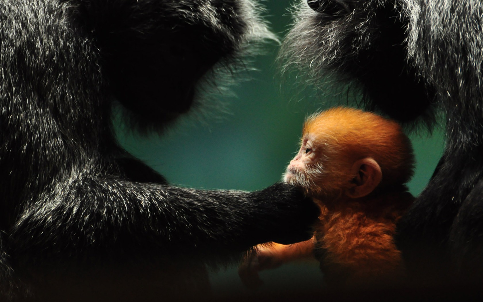 National Geographic Wallpapers Animal articles (3) #12 - 1680x1050