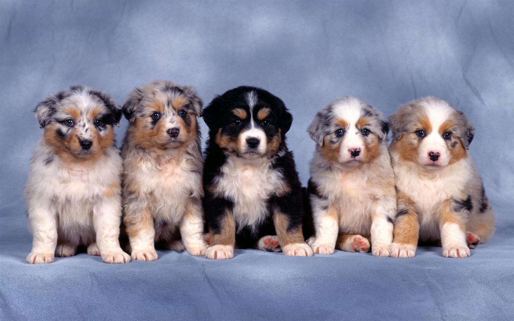 Puppy Photo HD Wallpaper (1) #2 - 1680x1050