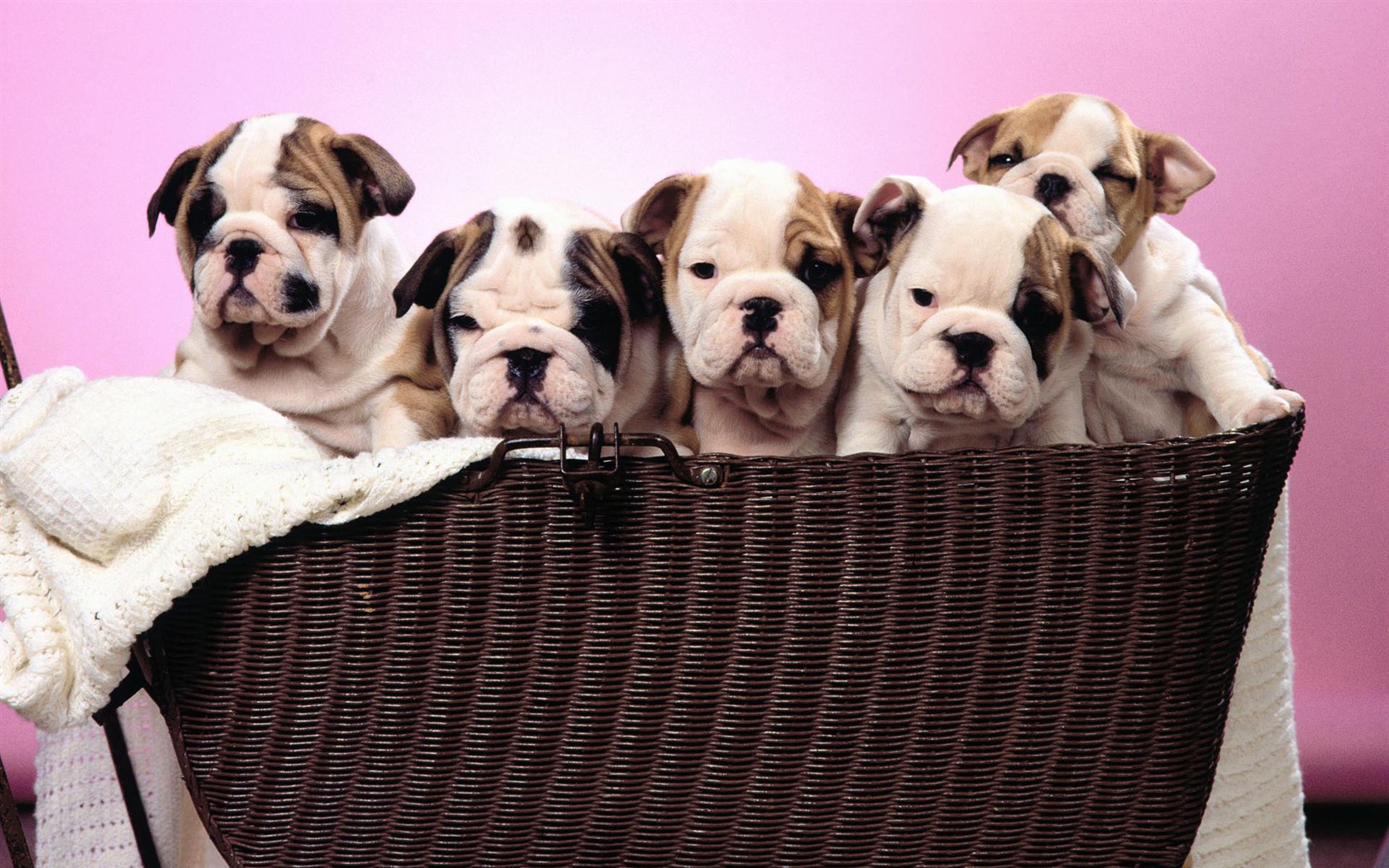 Puppy Foto HD Tapety na plochu (1) #6 - 1680x1050
