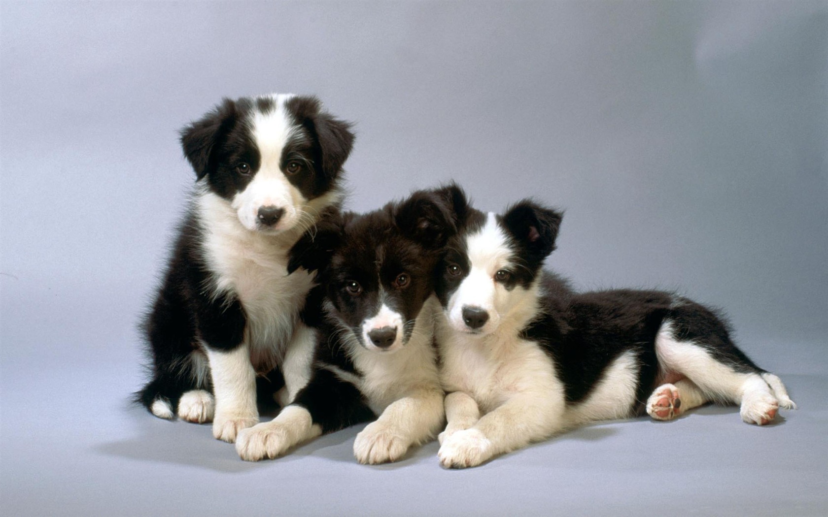 Puppy Foto HD Tapety na plochu (1) #7 - 1680x1050