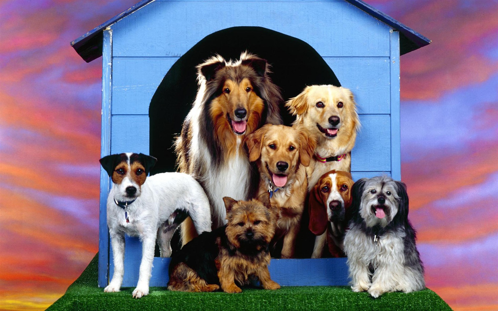 Puppy Foto HD Tapety na plochu (1) #8 - 1680x1050