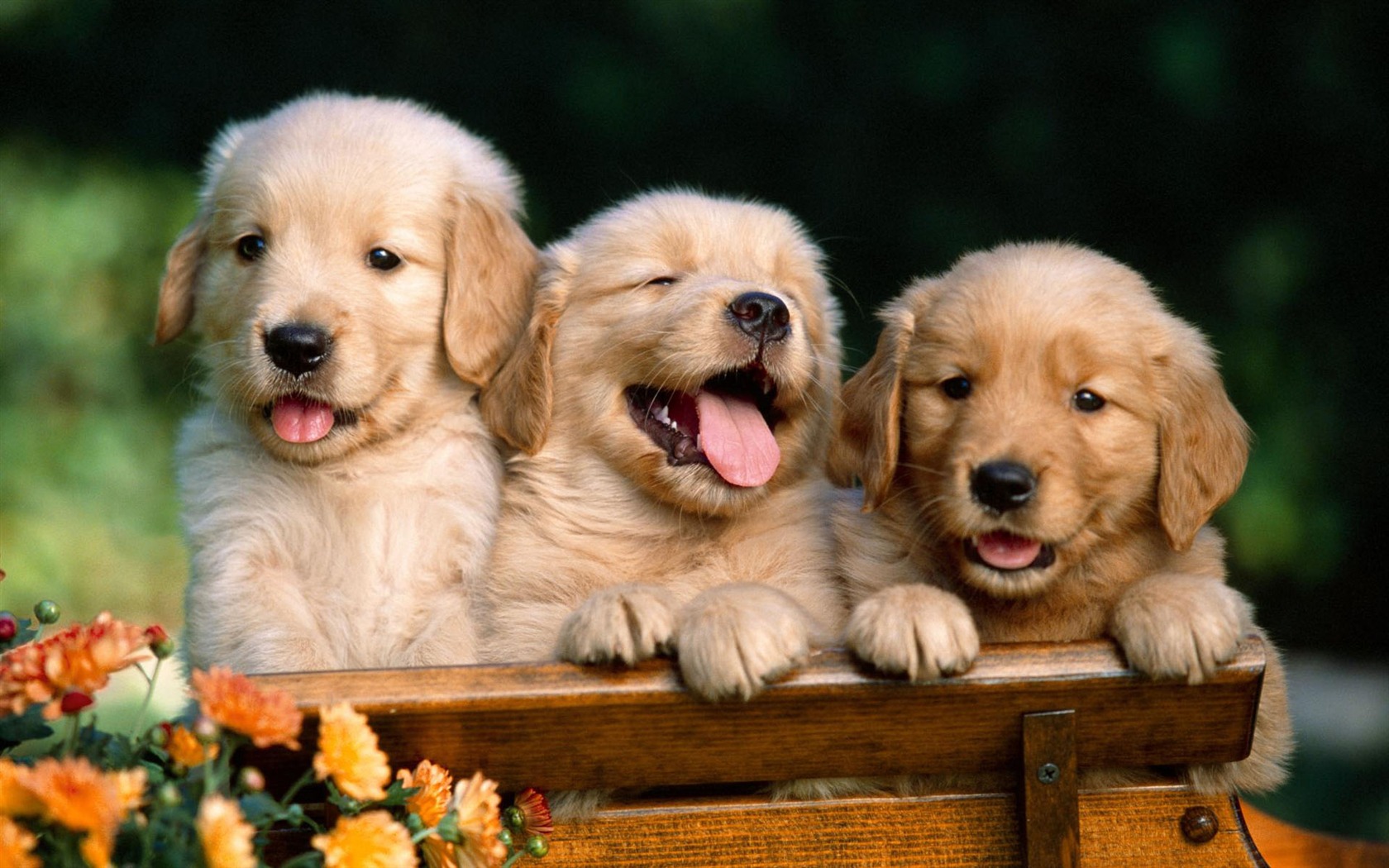 Puppy Foto HD Tapety na plochu (1) #9 - 1680x1050