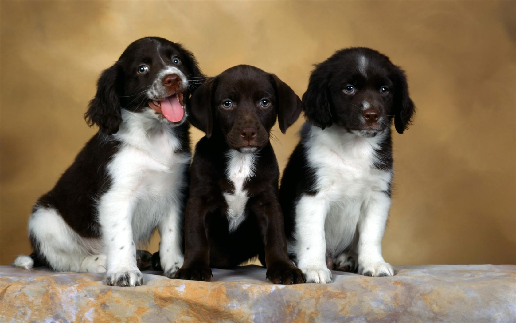 Puppy Foto HD Tapety na plochu (1) #15 - 1680x1050