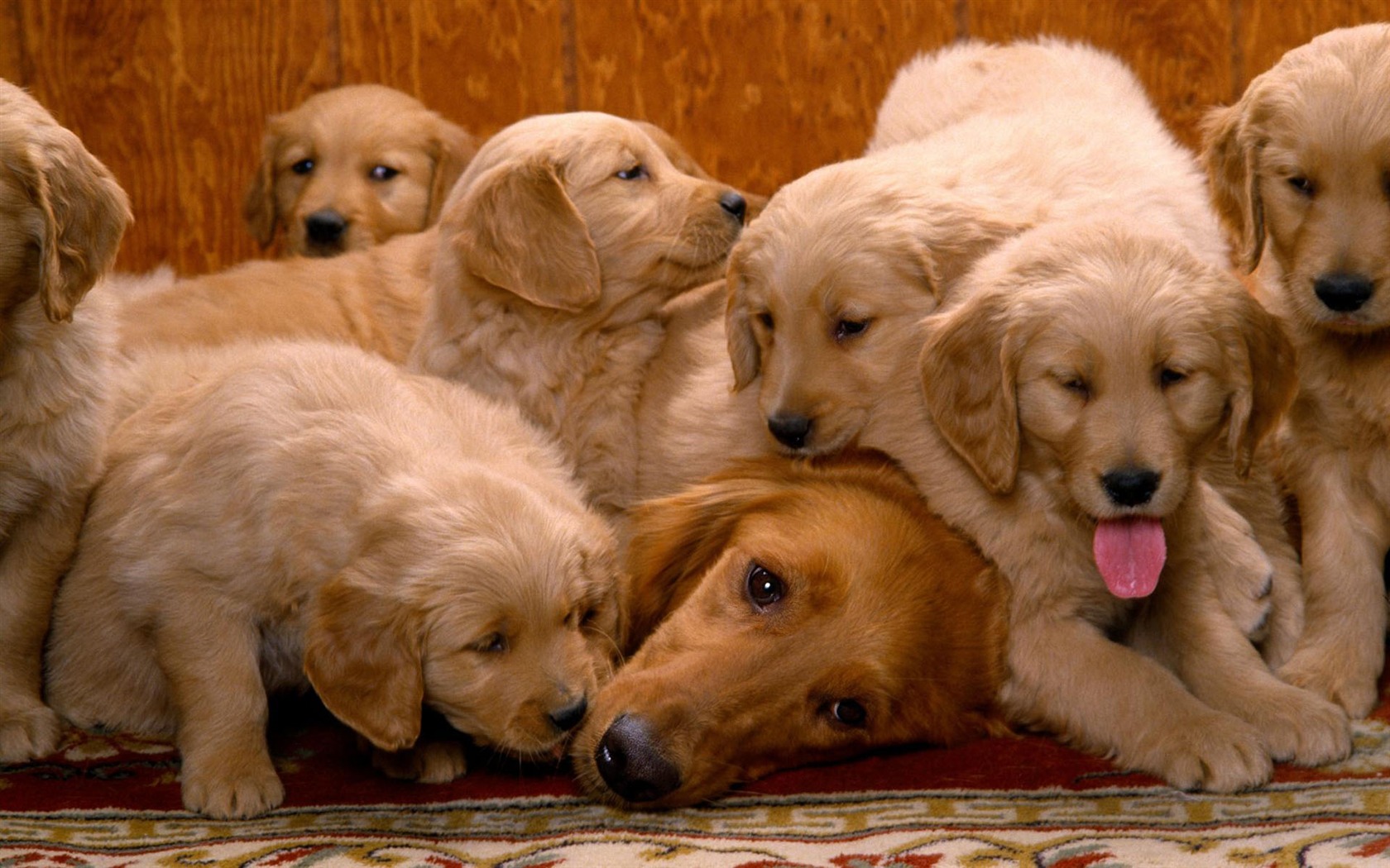 Puppy Foto HD Tapety na plochu (1) #18 - 1680x1050