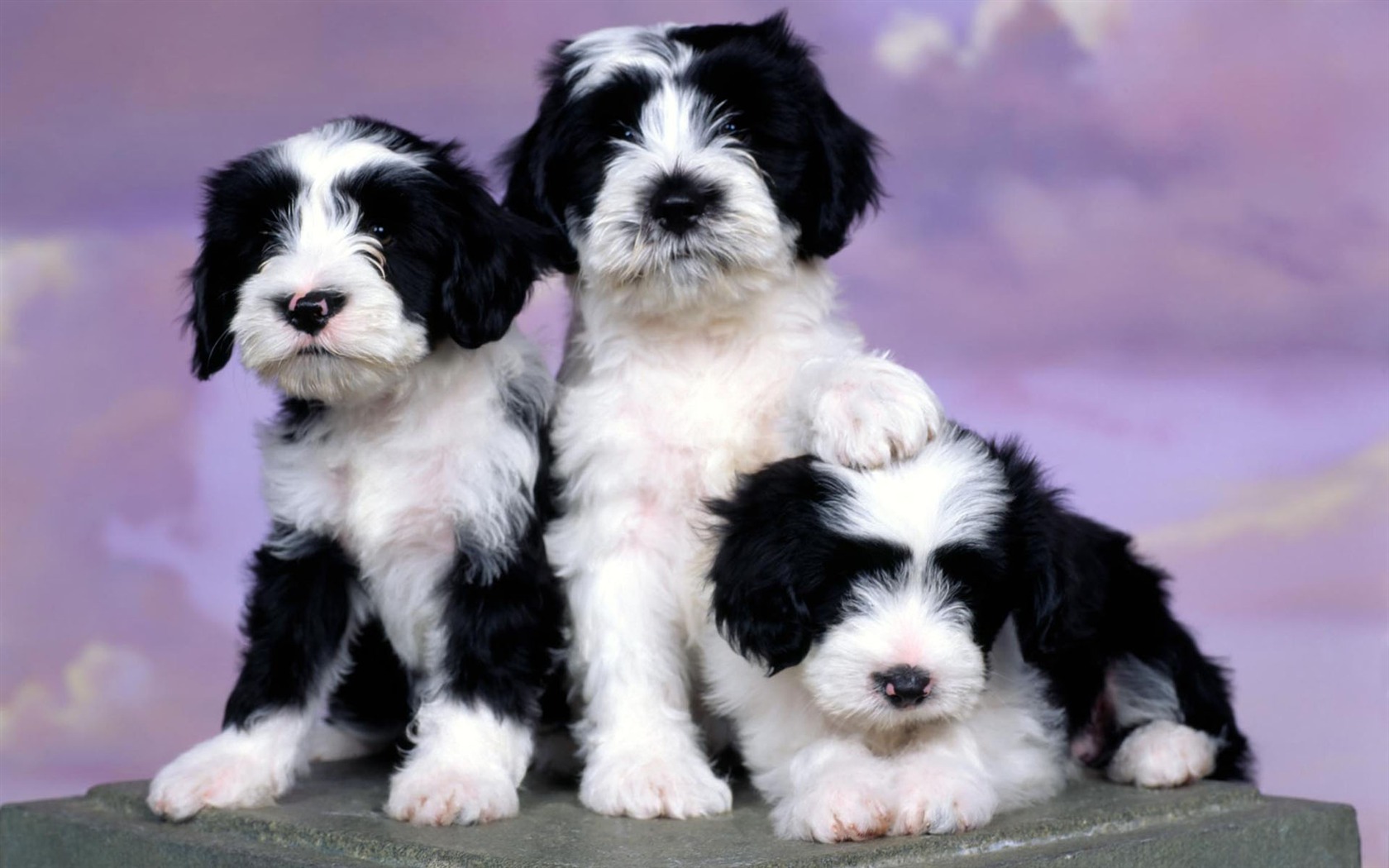 Puppy Foto HD Tapety na plochu (1) #19 - 1680x1050