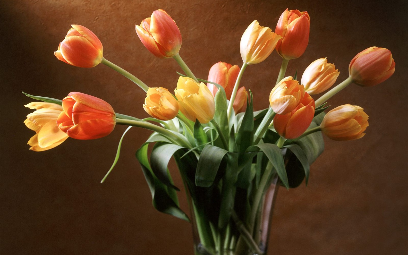 Flowers close-up (9) #2 - 1680x1050