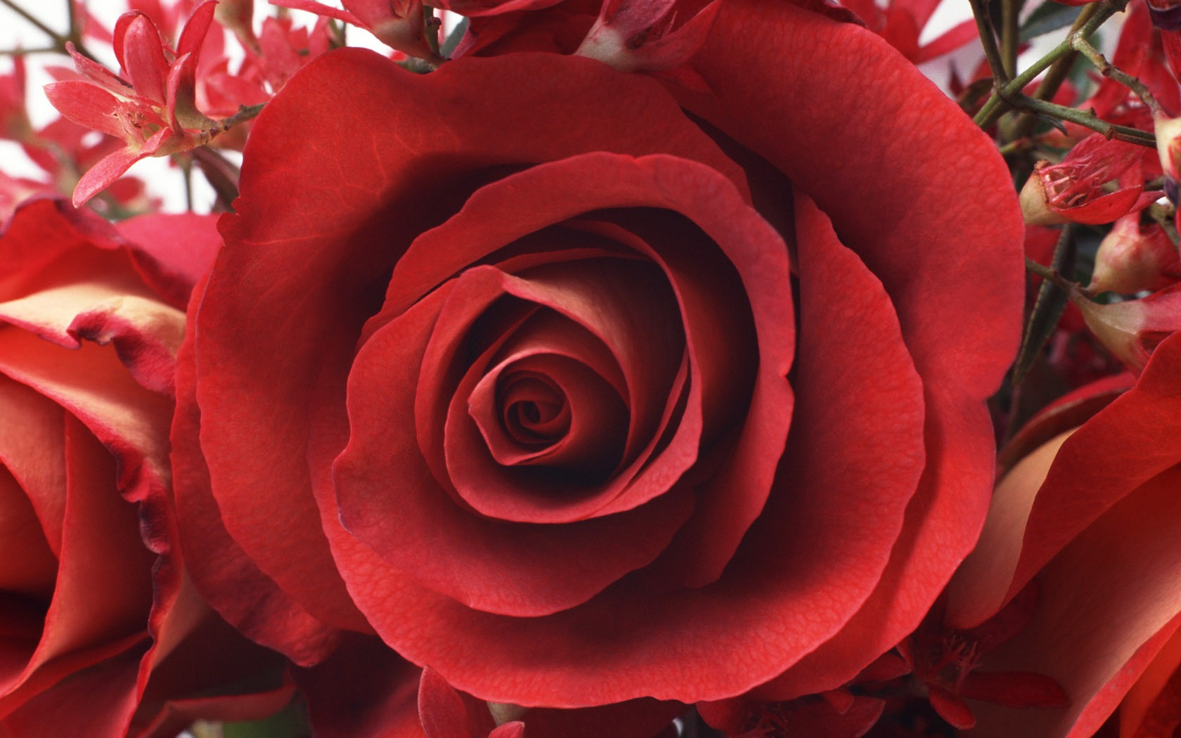 Flowers close-up (10) #2 - 1680x1050