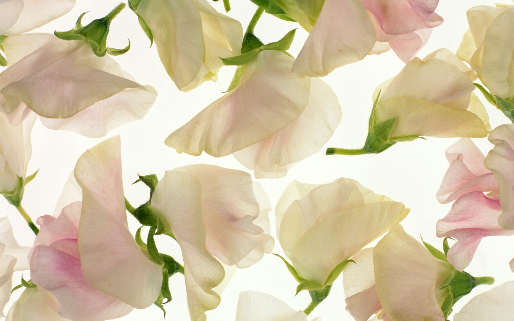 Flowers close-up (10) #6 - 1680x1050