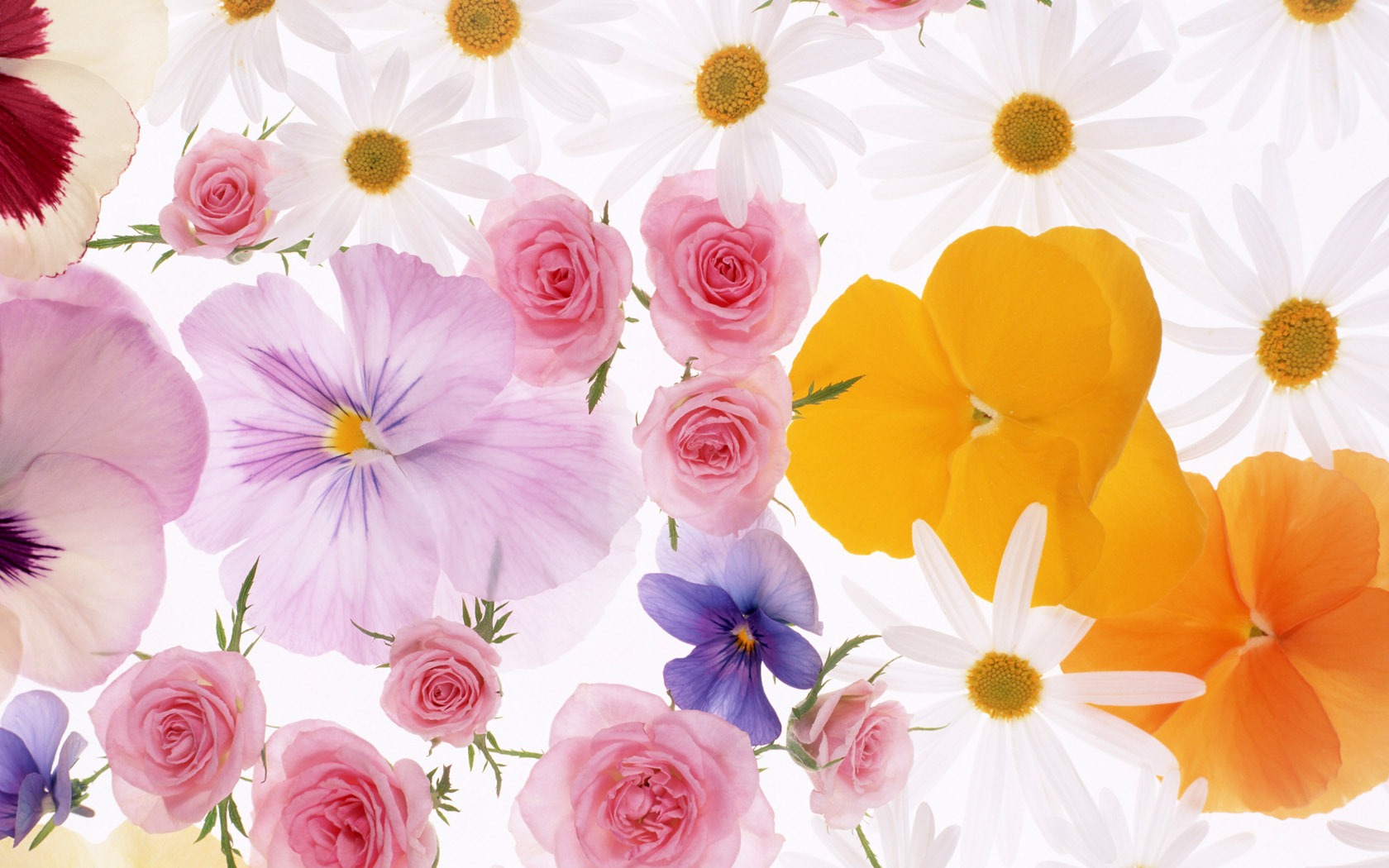 Flowers close-up (10) #7 - 1680x1050