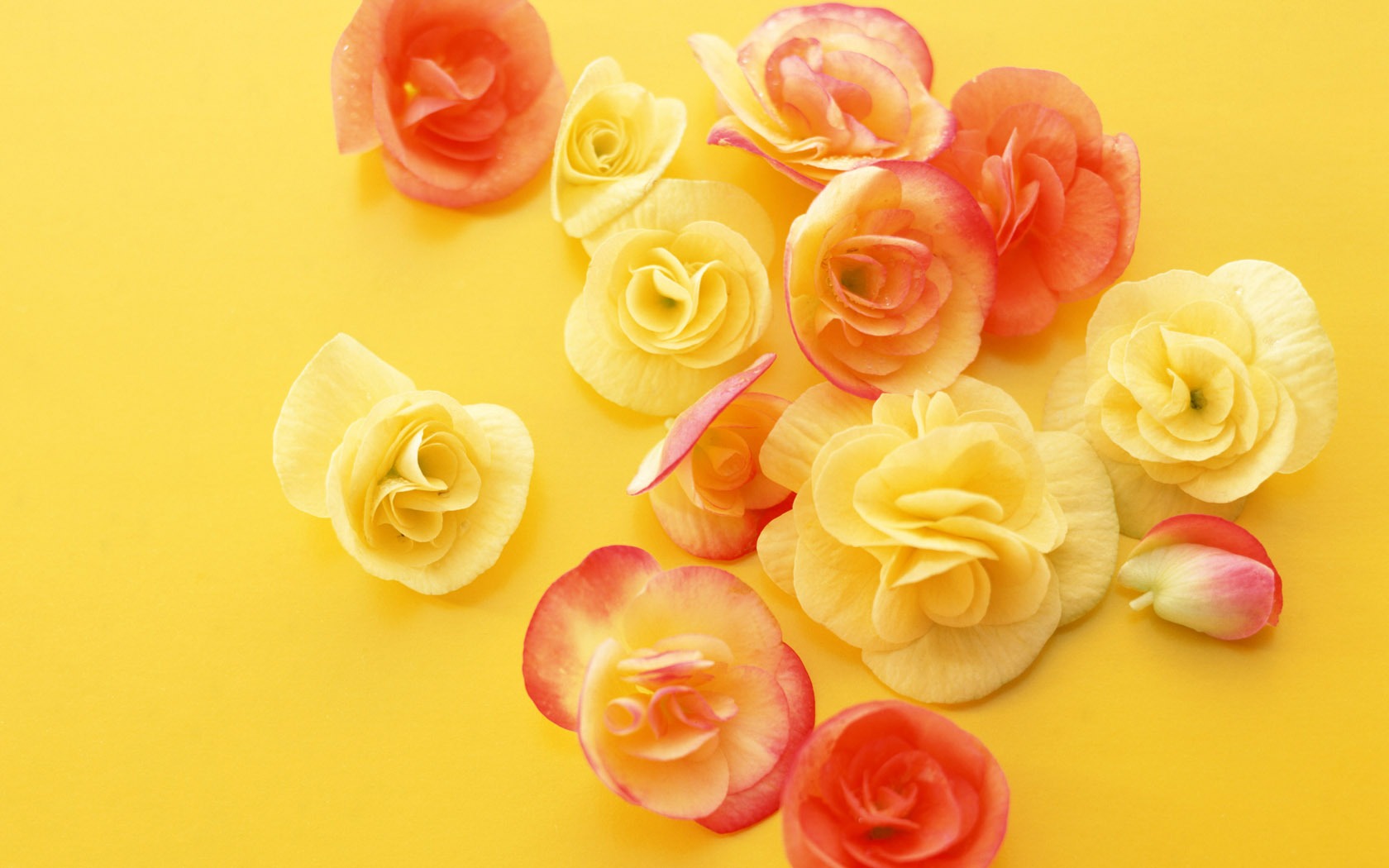 Flowers close-up (10) #9 - 1680x1050