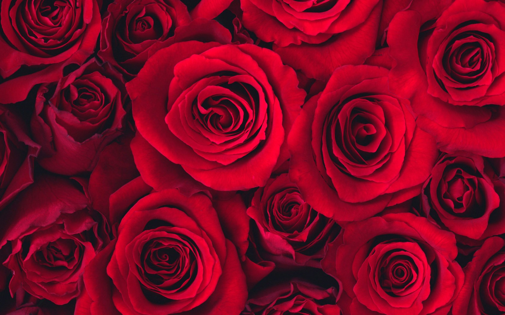 Flowers close-up (10) #15 - 1680x1050