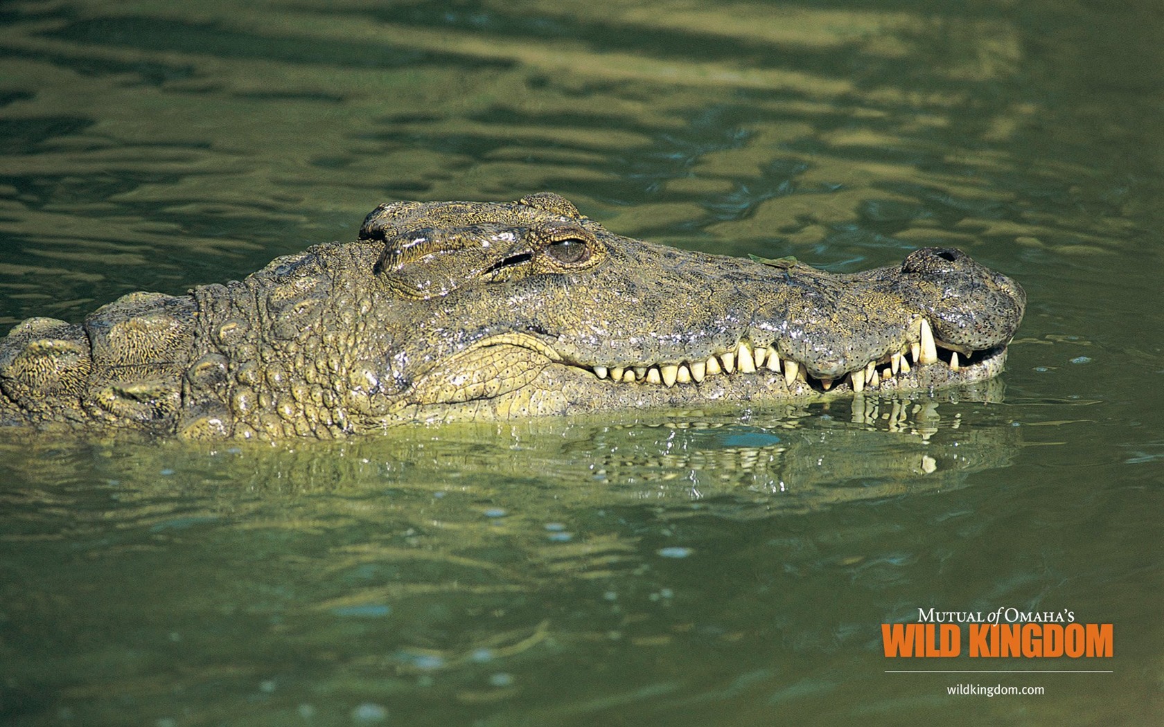 Fonds d'écran Wild Animal Kingdom #5 - 1680x1050