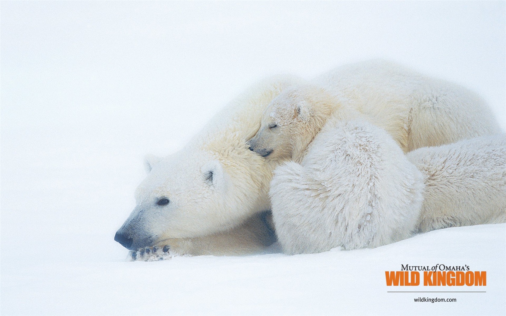 Wild Kingdom 動物壁紙 #14 - 1680x1050