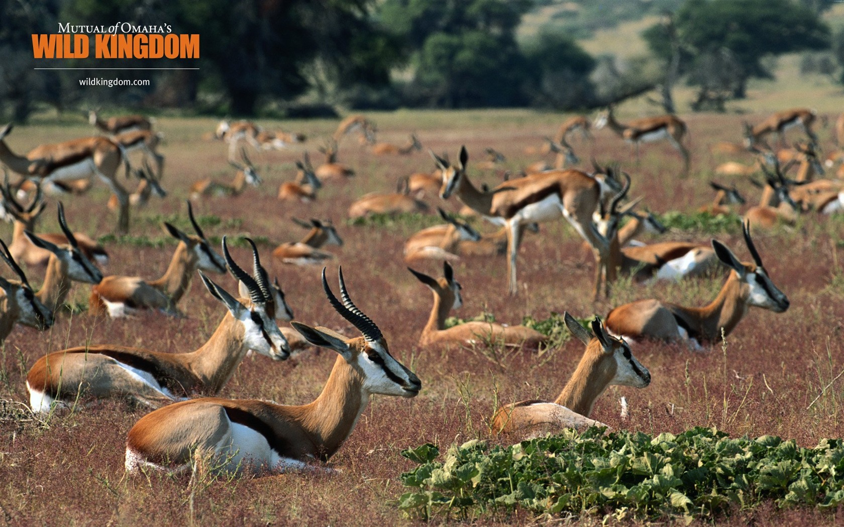 Wild Kingdom 動物壁紙 #21 - 1680x1050