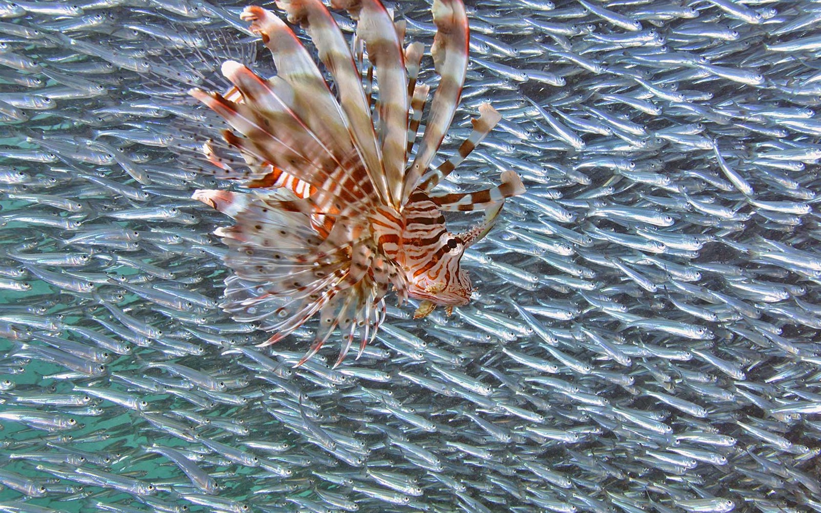 National Geographic Tapety zvířat články (4) #14 - 1680x1050