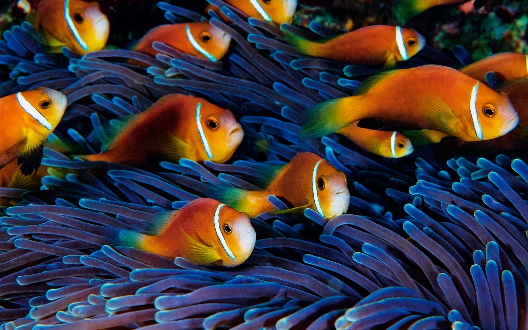 National Geographic Wallpapers Animal articles (4) #16 - 1680x1050